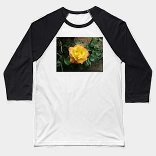 Yellow climbing roses Baseball T-Shirt